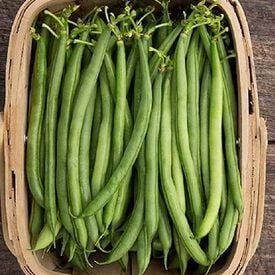 Seychelles, Bean Seeds